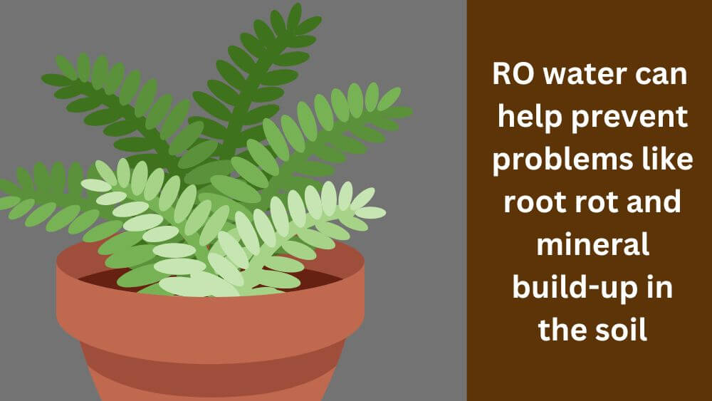 RO water good for plants