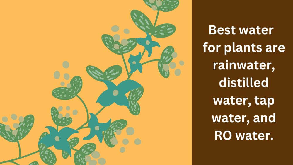 Best water  for plants are rainwater, distilled water, tap water, and RO water.