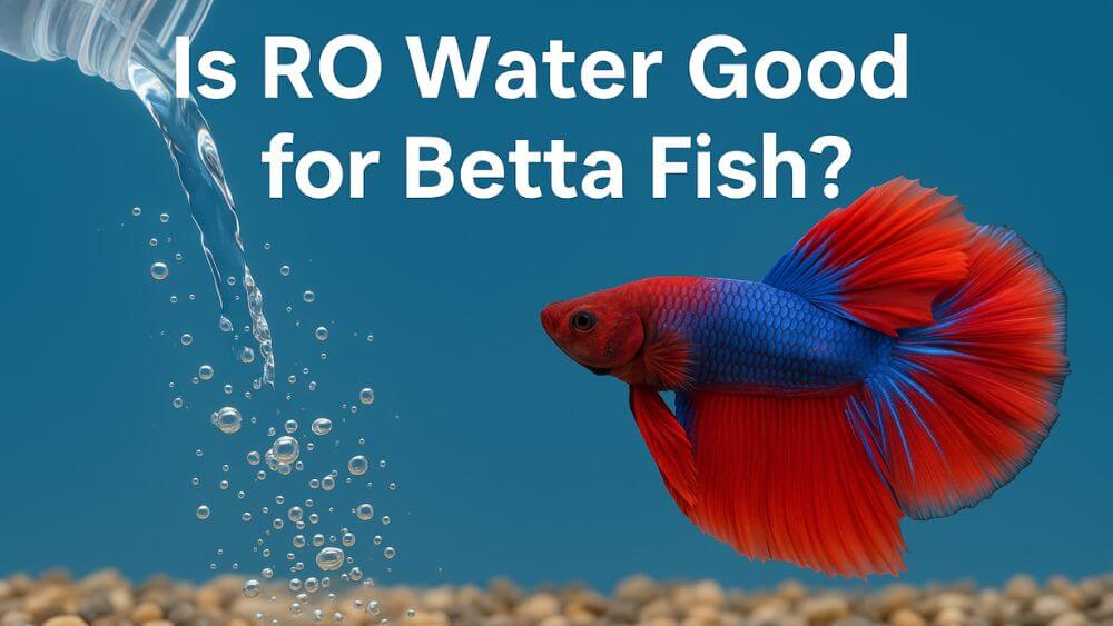 Is RO Water Good for Betta Fish
