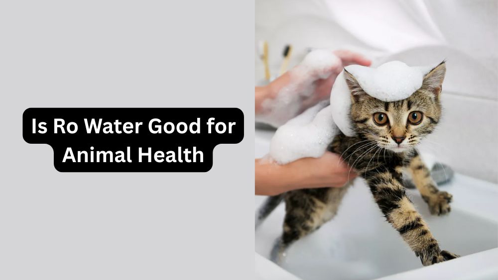 Is RO Water Good for Animal Health | A Must Know