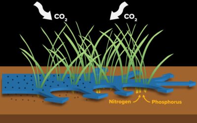 How Do Wetlands Filter Water: Nature’s Ultimate Purification System