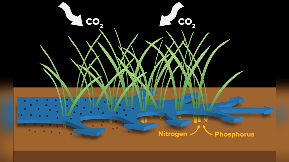 How Do Wetlands Filter Water