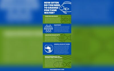 How Often to Change Water in Fish Tank With Filter: Essential Guide