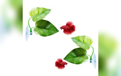 CousDUoBe Betta Fish Leaf Pad Review: Natural Habitat Rest Spot
