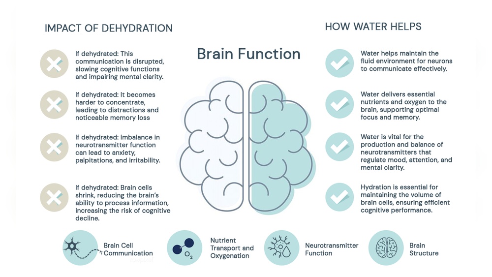 How Water Affects Brain Function