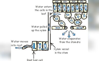 How Water Enters Plant Roots