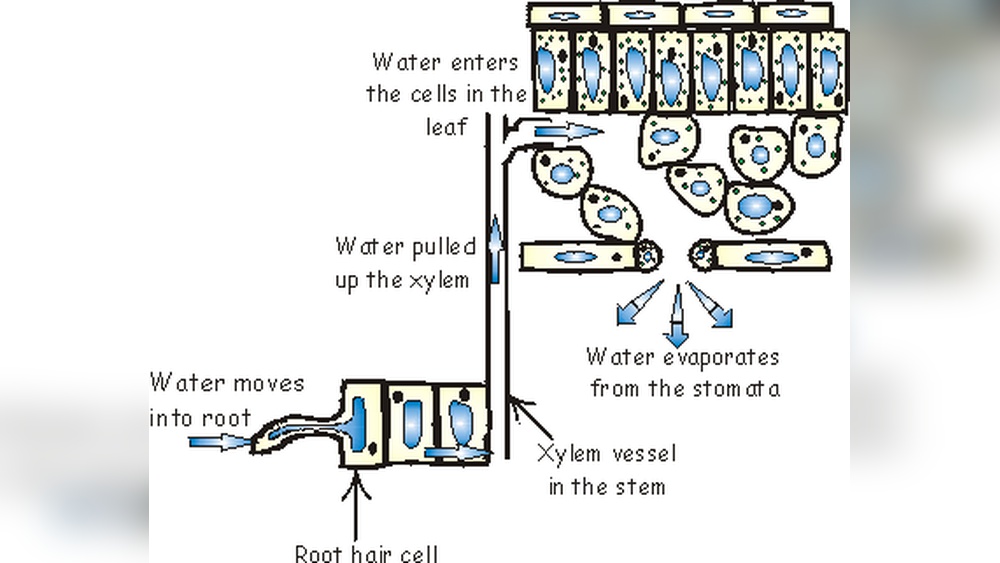 How Water Enters Plant Roots