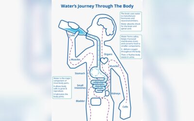 How Water Enters the Bloodstream: Essential Facts Explained