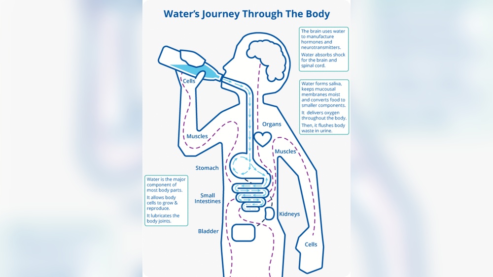 How Water Enters the Bloodstream
