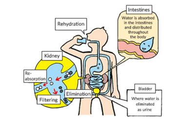 How Water is Absorbed in the Body