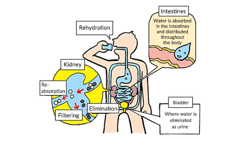 How Water is Absorbed in the Body