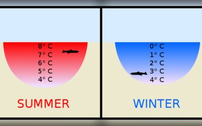 Why Water Freezes from Top to Bottom