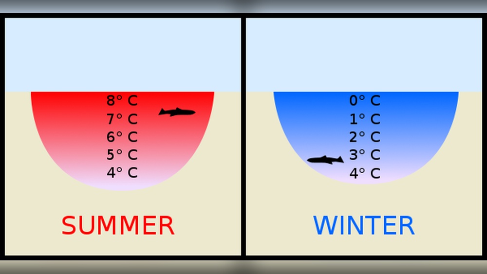 Why Water Freezes from Top to Bottom